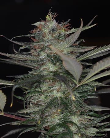 Buy White Rhino Auto