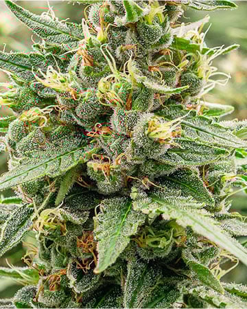 Buy Goji OG