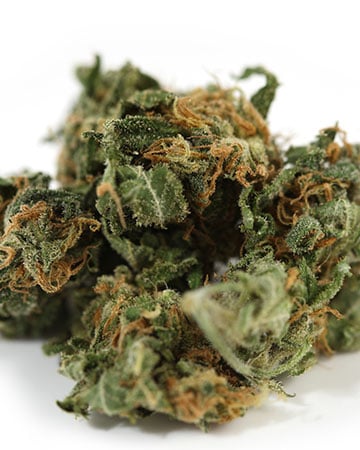 Buy Goji OG