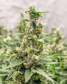 get the best premium lemon thai cannabis seeds