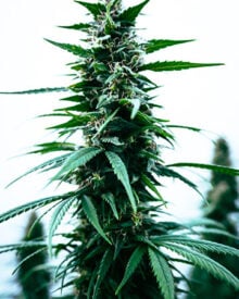 Buy Godfather OG