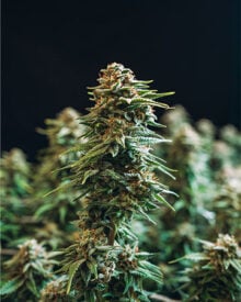 Buy Goji OG Feminized Cannabis Seeds