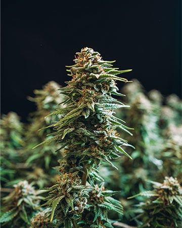 Buy Goji OG