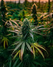 Buy Purple Hindu Kush