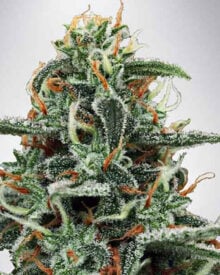 shop-your-choice-weed-seeds-Strawberry Lemonade Seed.jpg