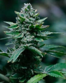 Buy Alien OG Autoflowering Cannabis Seeds