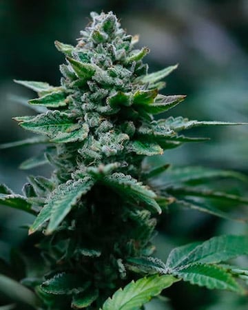 Buy Alien OG