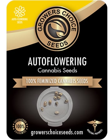 Buy Pineapple Kush Auto