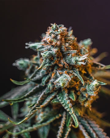 Buy Birthday Cake Kush
