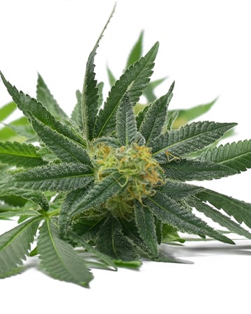 Buy Cannalope Kush Auto
