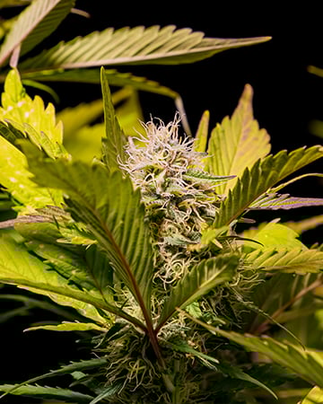 Buy Chemdawg Sour Diesel