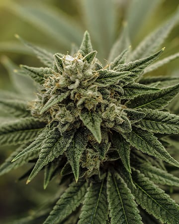 Buy Pineapple Kush Auto