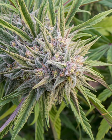 Buy Royal Kush Auto