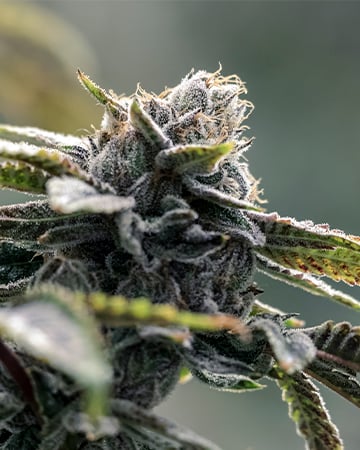 Buy Thin Mint GSC Auto