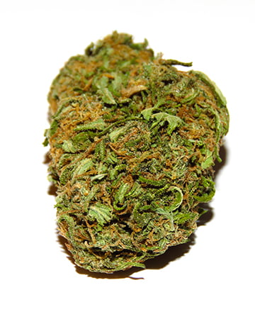 Buy Cannalope Kush Auto