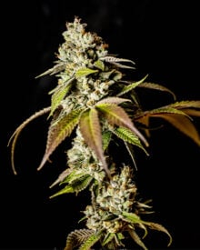 Buy Atomic Northern Lights