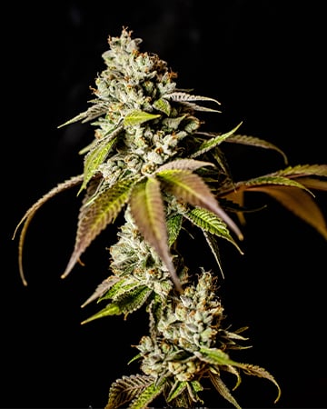 Buy Atomic Northern Lights