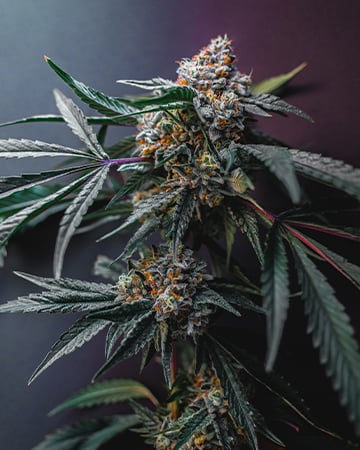 Buy Birthday Cake Kush