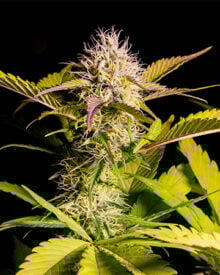 Buy Chemdawg Sour Diesel