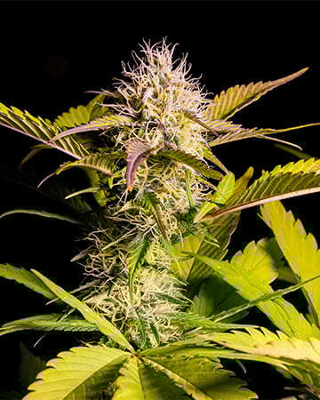 Buy Chemdawg Sour Diesel