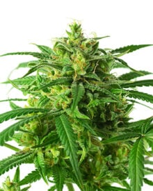 Buy Cannalope Kush Auto
