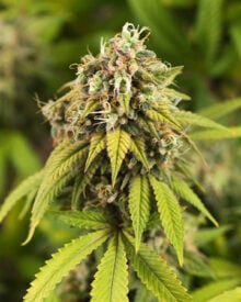 Shop-Premium-Golden-Ticket-Autoflowering-Cannabis-Seeds
