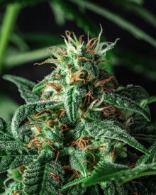 Buy Hempstar Auto