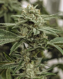 Buy Pineapple Kush Auto