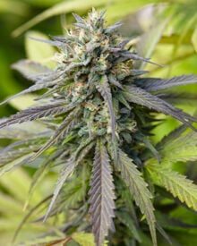 Buy Royal Kush Auto