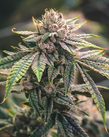 Buy Thin Mint GSC Auto