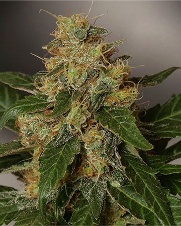 Buy Hippie Crippler