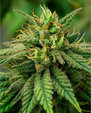 Buy Silver Haze