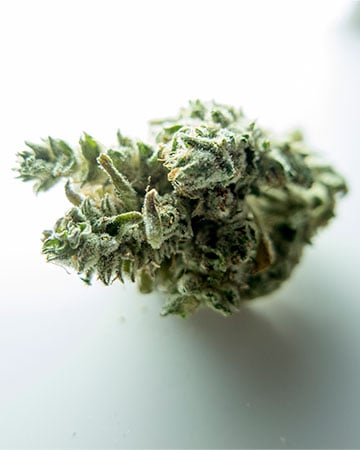 Buy Shiva Skunk