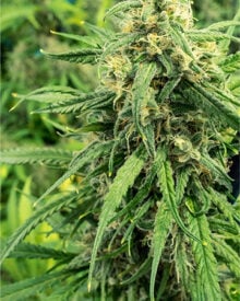 Buy Silver Haze