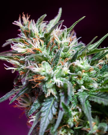Buy Cataract Kush Auto