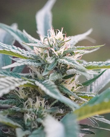 Buy Silver Kush Auto