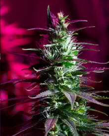 Buy Cataract Kush Auto