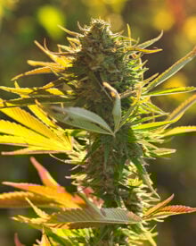 Buy Platinum Bubba Kush Auto