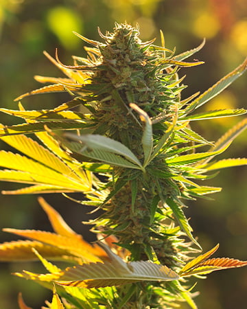 Buy Platinum Bubba Kush Auto