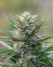 Buy Silver Kush Auto