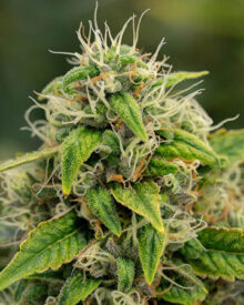 Buy Super Sour Diesel