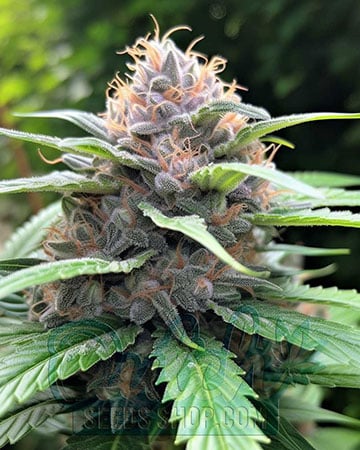 Buy Super Sour Diesel