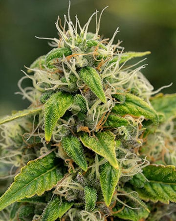 Buy Super Sour Diesel