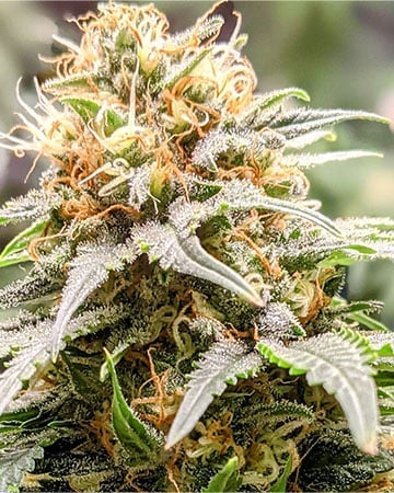 Buy Grape Kush