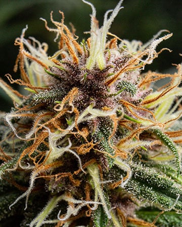 Buy Feminized Pre-98 Bubba Kush