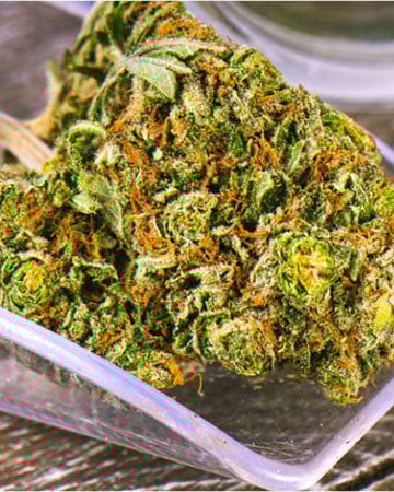 Buy Montana Silvertip