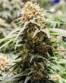 Buy Grape Kush