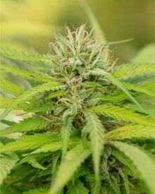 Buy Feminized Lucky Charms Seeds