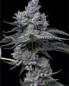 Buy Montana Silvertip