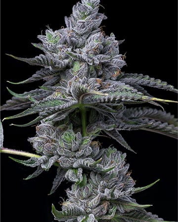 Buy Montana Silvertip